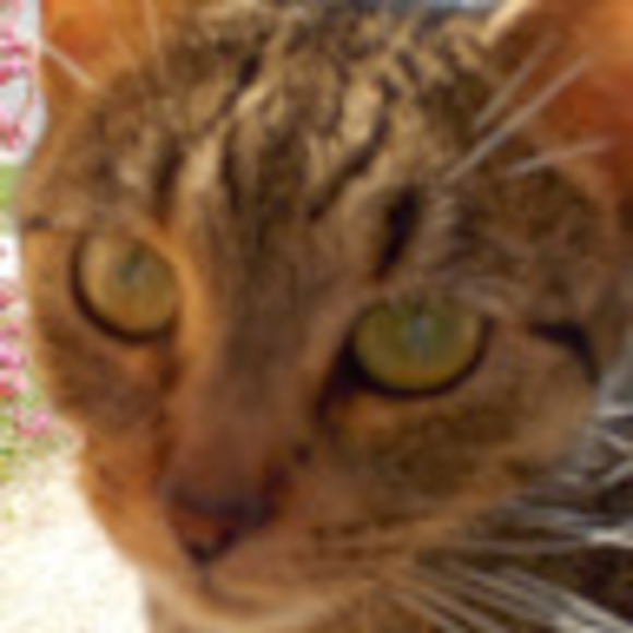 Meet your Posher, Judith - Picture 1 of 1